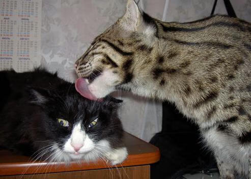 爱游戏数字体验-西班牙马术代表队在国际马术大奖赛中取得优异成绩，提升国际声誉。