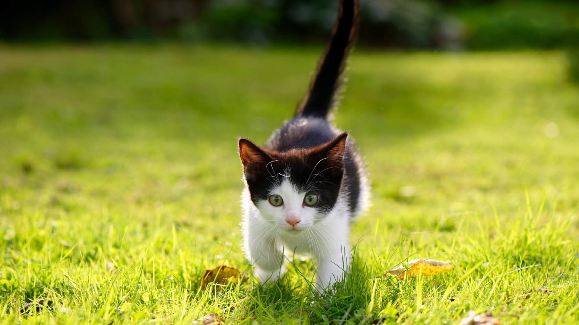 ayx-PSG客场挑战拜仁慕尼黑，谁能赢得胜利？，pes2021拜仁慕尼黑