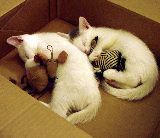 爱游戏官方入口-RNG选手训练成果显著，rng训练赛