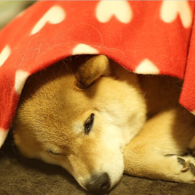 RNG教练团队策略调整，rng教练团队策略调整分析