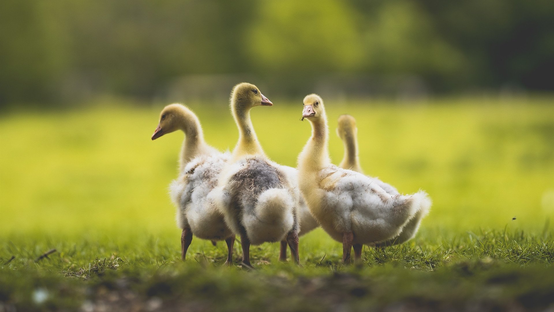 伯恩利战术灵活多变，克拉文公园再现辉煌，克恩里伯斯