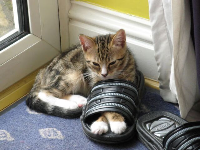 奥地利女足队奋勇争先，一路领先，奥地利男足