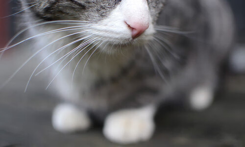 万名志愿者上线,“世运通”智慧服务保障赛事