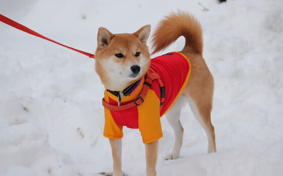 体育新闻中心上线智能体育赛事数据分析系统,2020国家体育总局智能体育大赛