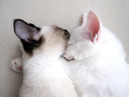 爱游戏娱乐-俱乐部球员考核标准缺乏动态调整机制，俱乐部球赛